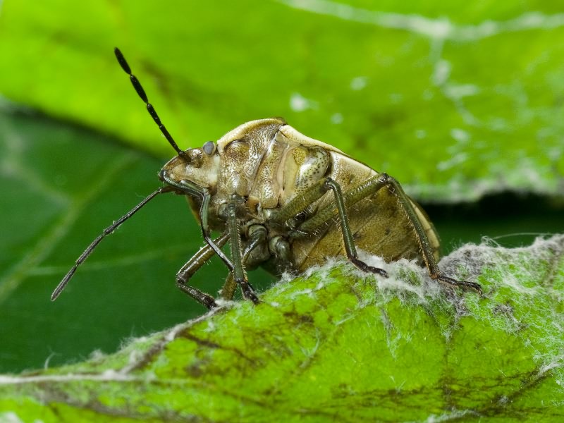 Chlorochroa pinicola (Mulsant & Rey, 1852)